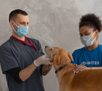 7 redenen om je hond wél te verzekeren